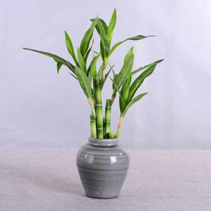 نبات البامبو الصناعي الجديد بط - مراجعة Desk Setup Plants وسعره