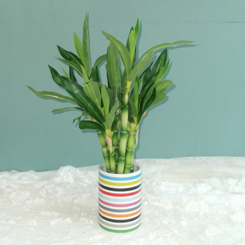 نبات البامبو الصناعي الجديد بط - مراجعة Desk Setup Plants وسعره